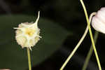 Netleaf leather flower